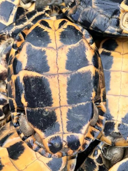 南石龟价格走势_南石龟养殖前景怎么样