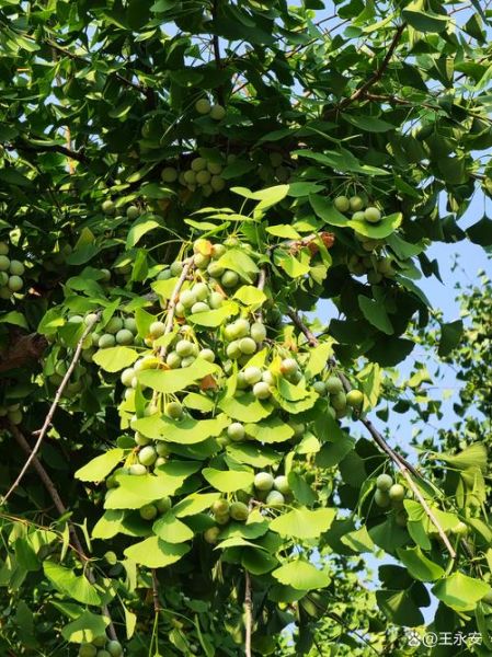 种银杏树赚钱吗_银杏树市场前景如何