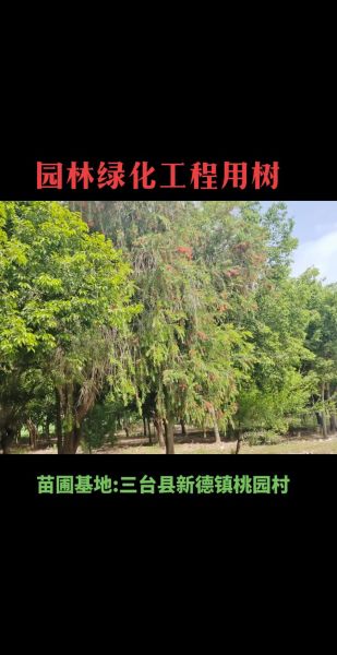 苗木市场前景怎么样_苗木行业未来赚钱吗