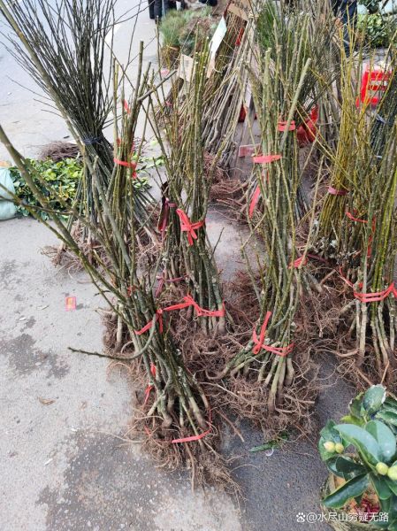 苗木市场前景怎么样_苗木行业未来赚钱吗