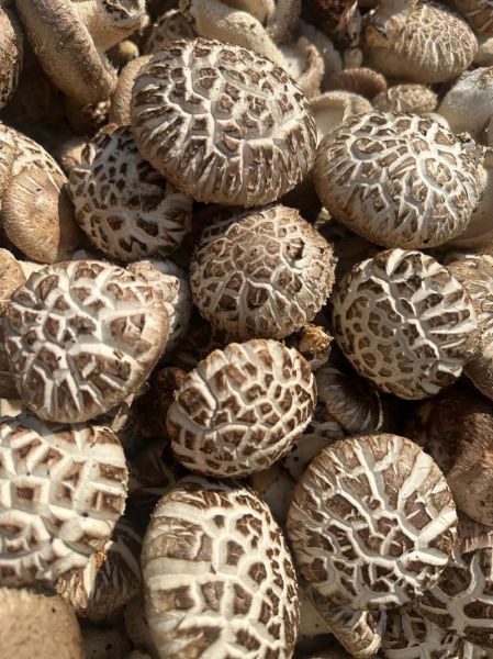 香菇种植前景怎么样_2024年香菇市场趋势