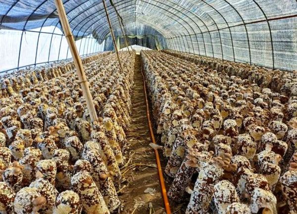 香菇种植前景怎么样_2024年香菇市场趋势