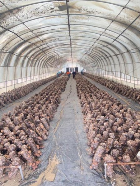 香菇种植前景怎么样_2024年香菇市场趋势