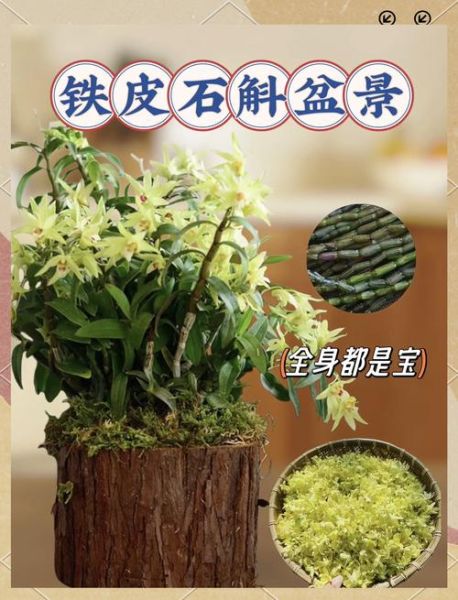 石斛市场前景怎么样_石斛种植赚钱吗