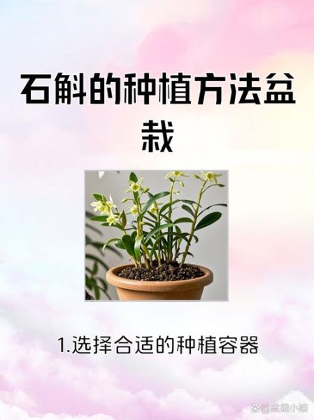 石斛市场前景怎么样_石斛种植赚钱吗