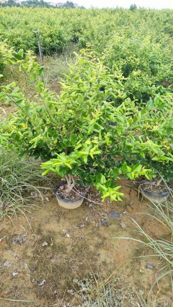 红叶石楠前景怎么样_红叶石楠种植赚钱吗