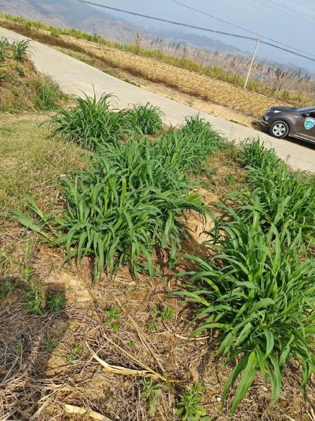 牧草种植前景如何_2024牧草价格走势