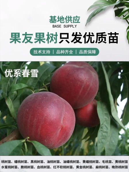 桃的发展前景怎么样_桃树种植赚钱吗