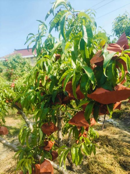 桃的发展前景怎么样_桃树种植赚钱吗