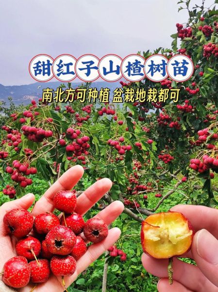 甜山楂种植前景如何_甜山楂市场销路好吗