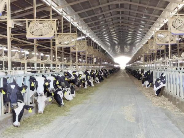 奶牛养殖成本如何计算_奶牛养殖利润怎么样