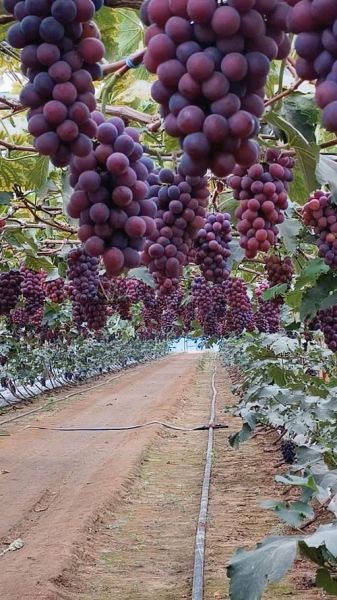 葡萄种植前景如何_葡萄品种选择哪个好