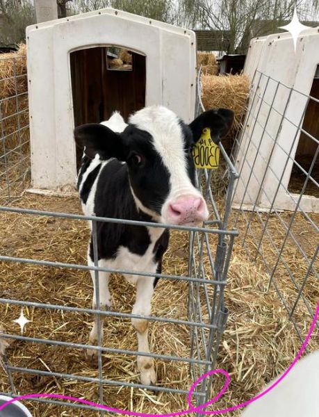 奶牛养殖前景怎么样_2024年还能赚钱吗