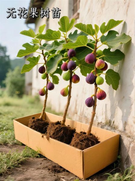 无花果种植前景怎么样_无花果种植利润高吗