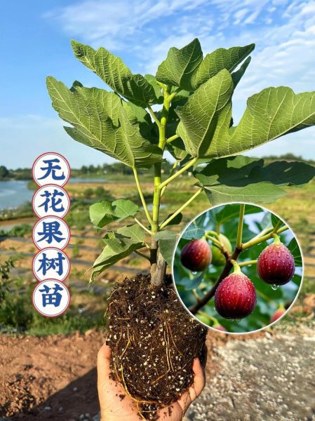 无花果种植前景怎么样_无花果种植利润高吗