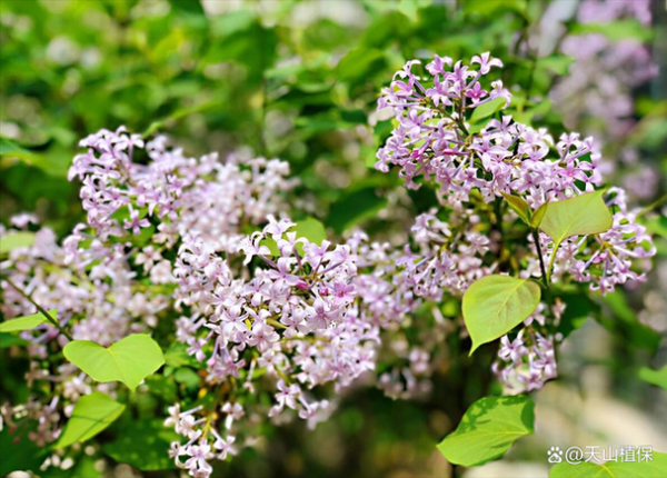 丁香前景怎么样_丁香种植赚钱吗