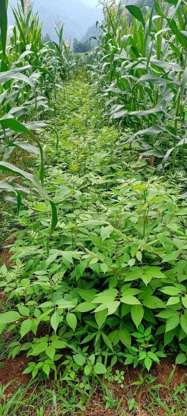 黄柏前景怎么样_种植赚钱吗