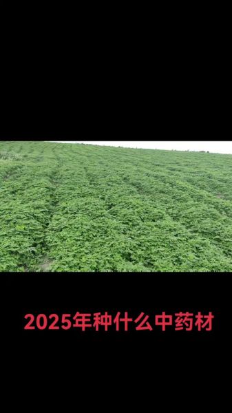 党参种植前景怎么样_党参种植利润高吗