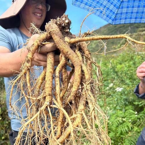 党参种植前景怎么样_党参种植利润高吗