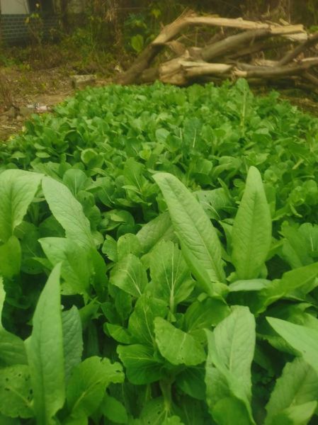 有机蔬菜怎么种植_有机蔬菜种植技术有哪些