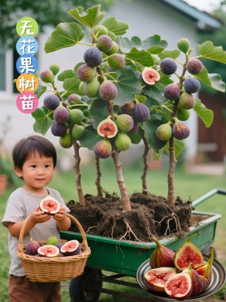 无花果种植前景怎么样_无花果市场利润有多大