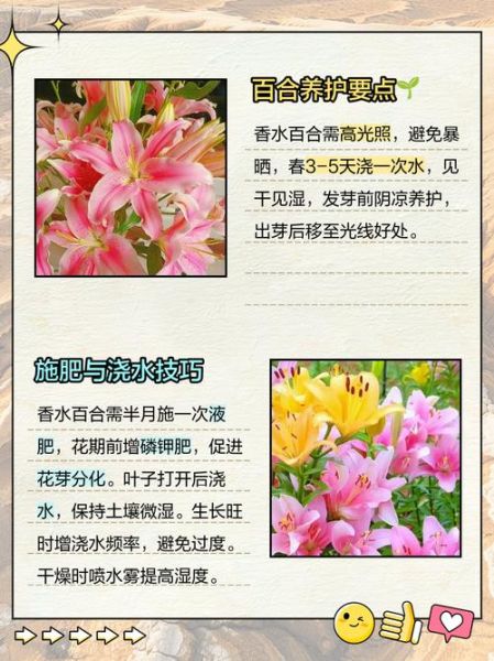 百合种植前景如何_2024年百合行情预测