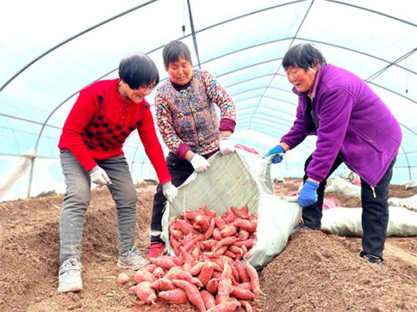 红薯种植赚钱吗_红薯深加工有哪些项目