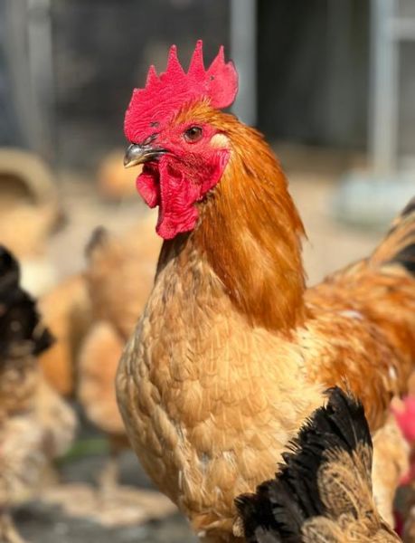 土鸡养殖赚钱吗_土鸡市场前景怎么样