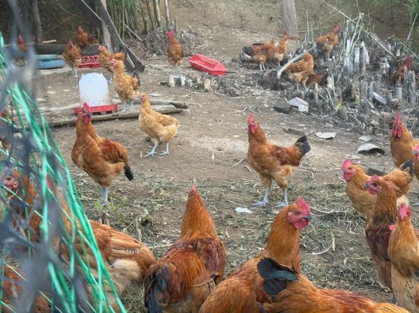 土鸡养殖赚钱吗_土鸡市场前景怎么样