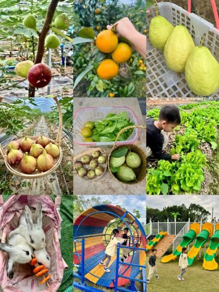 休闲农业怎么赚钱_休闲农业有哪些项目