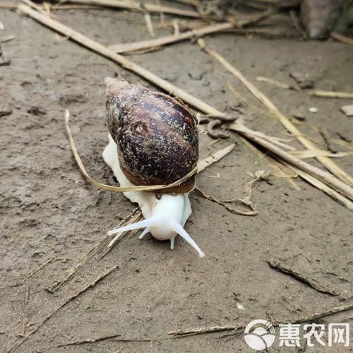 白玉蜗牛养殖前景怎么样_白玉蜗牛市场销路好吗