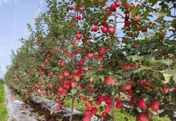 苹果市场前景怎么样_苹果种植还能赚钱吗