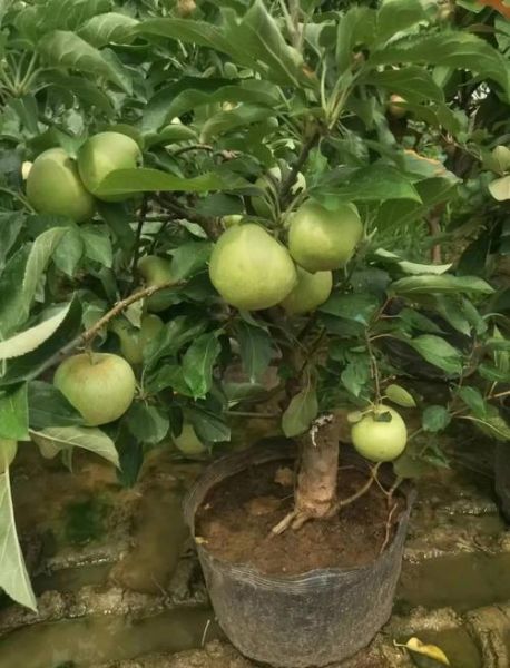 苹果市场前景怎么样_苹果种植还能赚钱吗