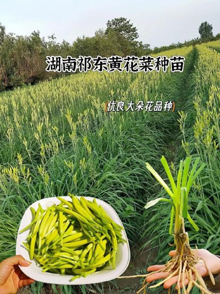 黄花菜种植前景怎么样_黄花菜市场前景如何