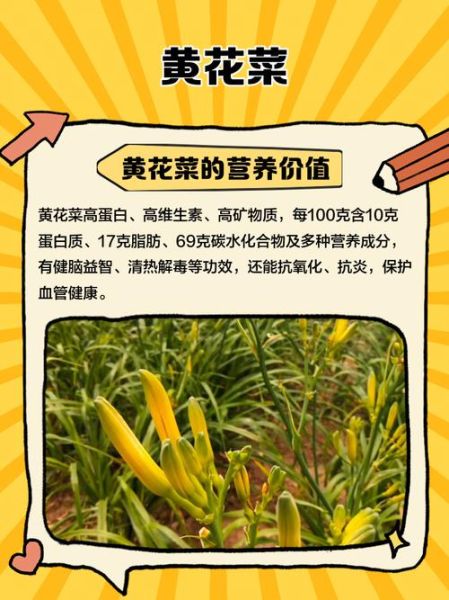 黄花菜种植前景怎么样_黄花菜市场前景如何