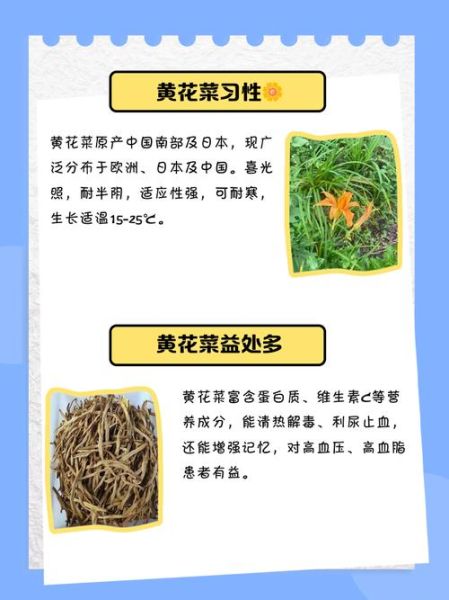 黄花菜种植前景如何_2024年黄花菜价格走势