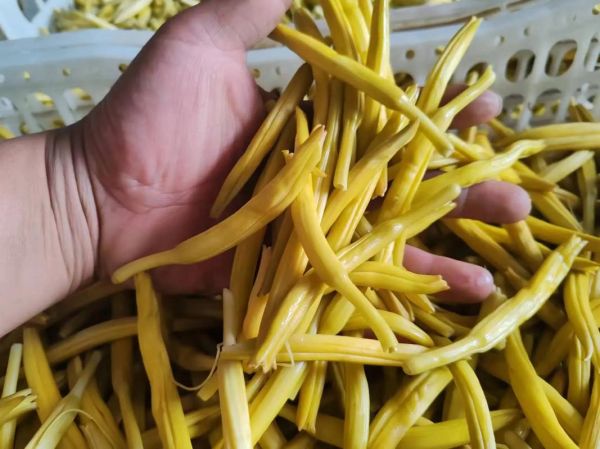 黄花菜种植前景如何_2024年黄花菜价格走势