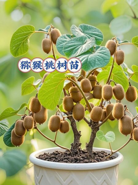 猕猴桃种植前景怎么样_猕猴桃一亩利润有多少