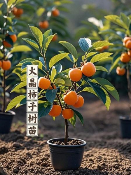 柿子市场前景怎么样_柿子种植赚钱吗