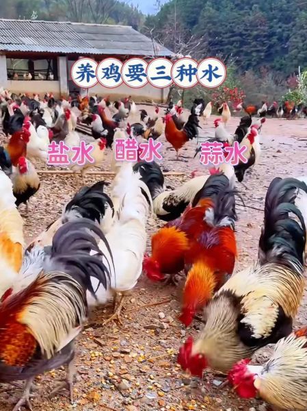 家禽养殖赚钱吗_新手如何起步