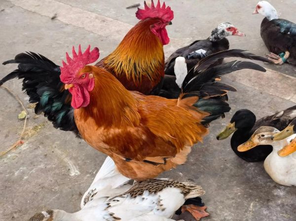 家禽养殖赚钱吗_新手如何起步