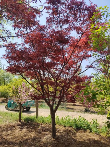 苗圃基地怎么选址_苗圃种植什么树最赚钱