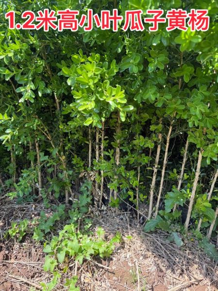 苗圃基地怎么选址_苗圃种植什么树最赚钱