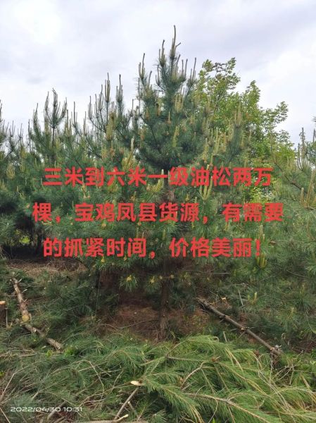 油松前景怎么样_油松种植前景如何