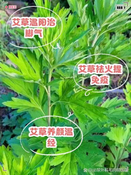 艾叶种植前景怎么样_艾叶市场未来五年需求预测
