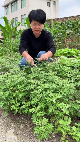 艾叶种植前景怎么样_艾叶市场未来五年需求预测