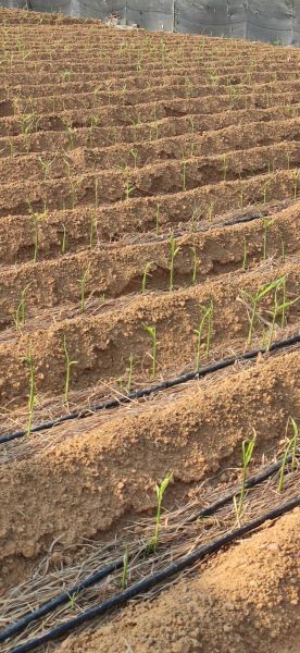 生姜种植前景怎么样_生姜价格还会涨吗