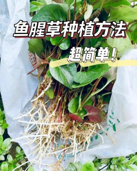 鱼腥草种植前景如何_鱼腥草市场销路怎么样
