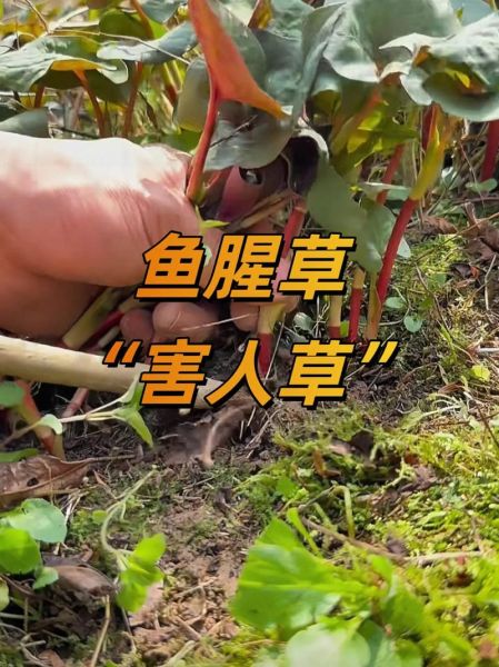 鱼腥草种植前景如何_鱼腥草市场销路怎么样