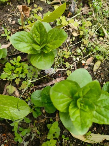 鱼腥草种植前景如何_鱼腥草市场销路怎么样